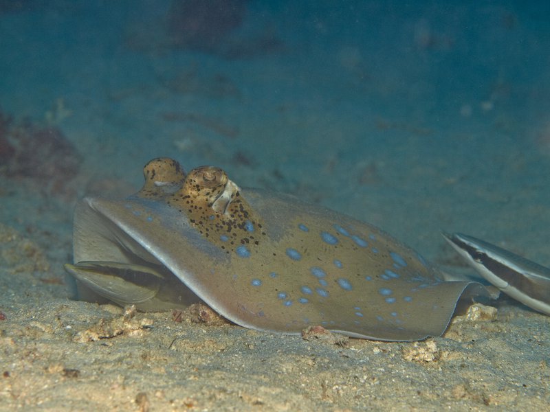Blue spotted sting ray, House Reef